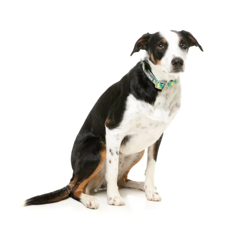 [15% OFF] Fuzzyard Bananarama Dog Collar (3 Sizes)
