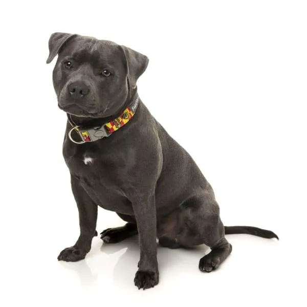 [15% OFF] Fuzzyard Doggoforce Dog Collar (3 Sizes)